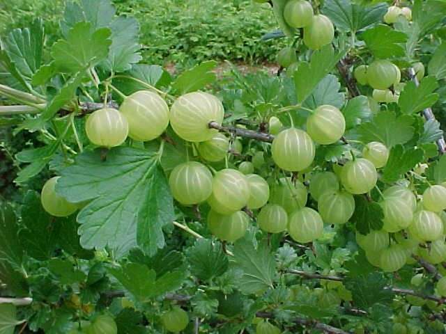 Gooseberry, Ribes ssp.