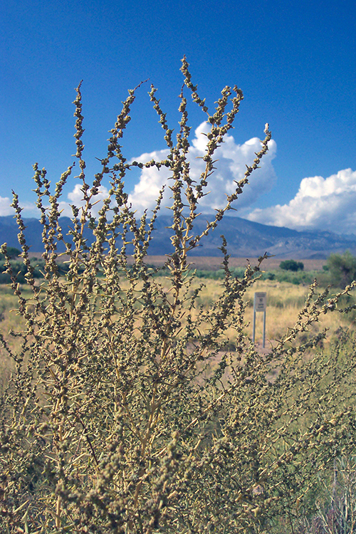 Mojave Seablite, Suaeda moquinii