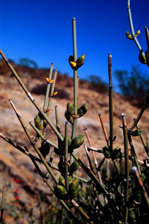 Green Mormon Tea, Ephedra viridis